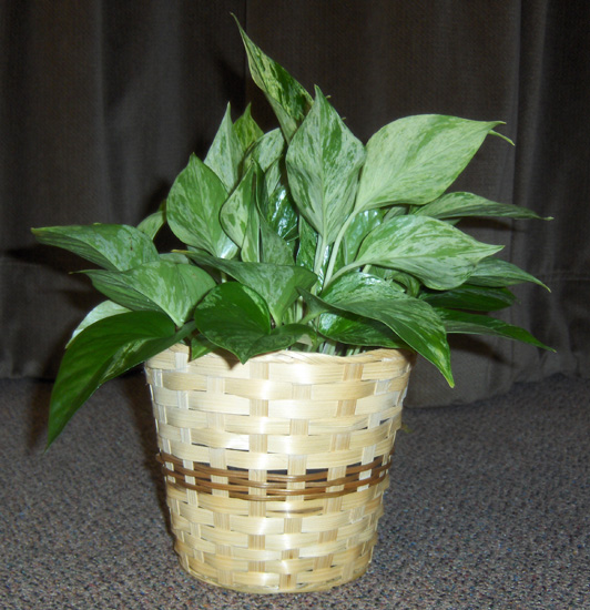 Flowers from Brock & Brittany Smith & Family - Bonnie Fitzgerald