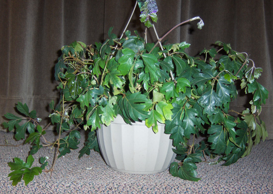 Flowers from Animal Health International