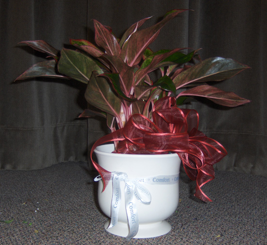Flowers from Wall School Staff, Administration, and Board of Education