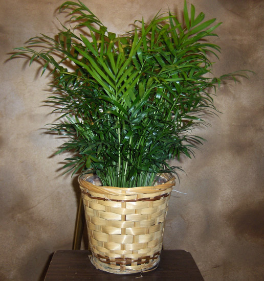 Flowers from Everyone at Zeeb Pharmacy