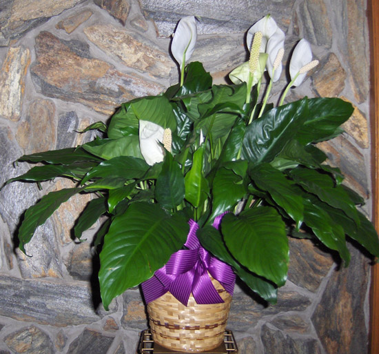 Flowers from The Huston Reedy Family - Jackie & Wayne Busfield, Patty & Andy Susong, Barbara & Tim Reedy