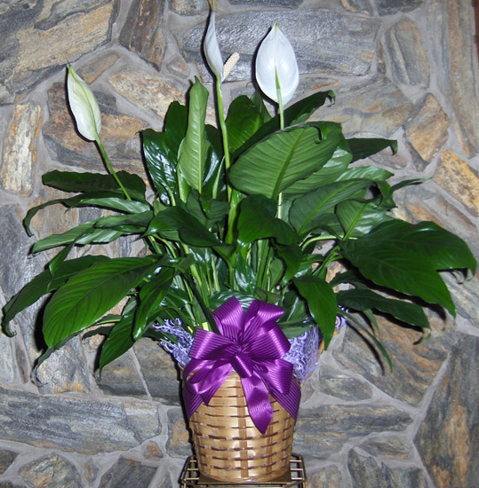 Flowers from The Huston Reedy Family - Jackie & Wayne Busfield, Patty & Andy Susong, Barbara & Tim Reedy