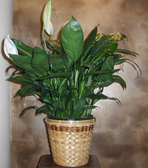 Flowers from Duane & Barbara Culp