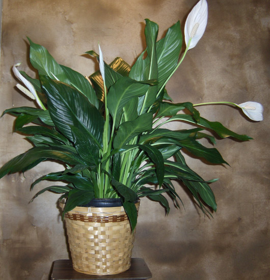 Flowers from Karl & Val Eichler