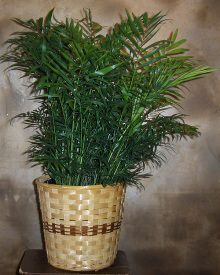 Flowers from Staff at Randall Pharmacy