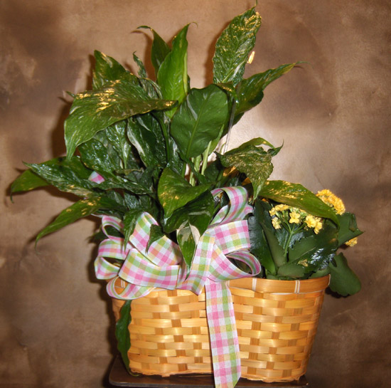 Flowers from Darnell Smith