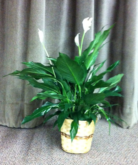 Flowers from Midwest Coop - Pierre, SD