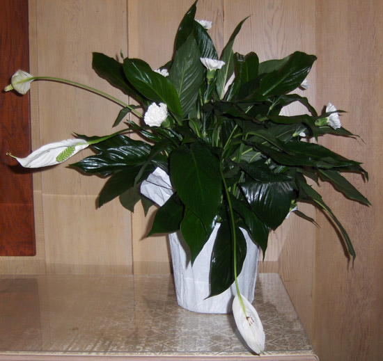 Flowers from Audrey, Monty & Deb and Family, Karen & Ray and Family, Weston & Jodi and Girls
