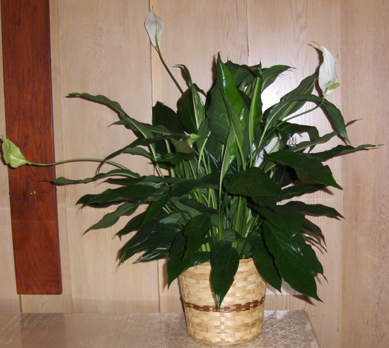 Flowers from Kirk & Jenn Dennis, Bob & Micki Word, Jim & Amy Word, Norm & Jodi Cox and Families