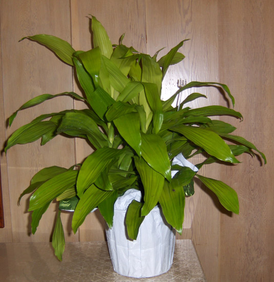 Flowers from Mark & Tammy Carlson and Families - Kadoka Oil and Discount Fuel