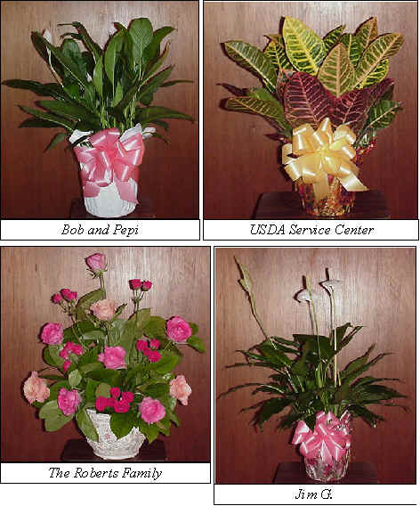 Flowers from 