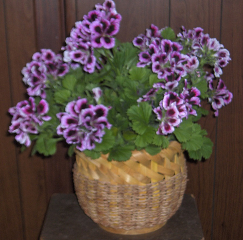 Flowers from 