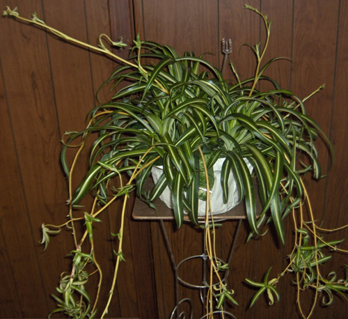 Flowers from 