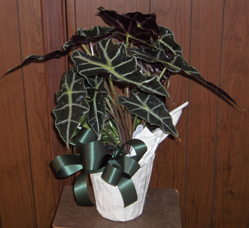 Flowers from 