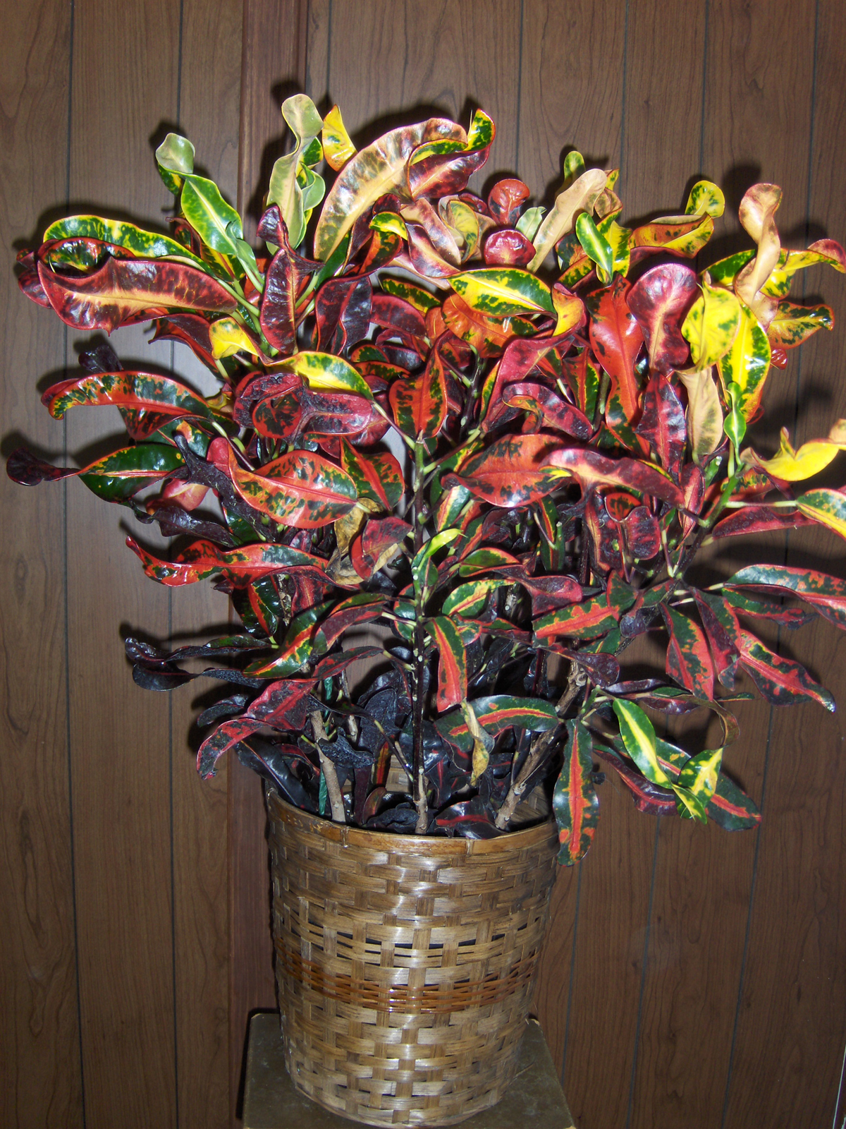 Flowers from Teri, Stephanie, & Jan Jeffords