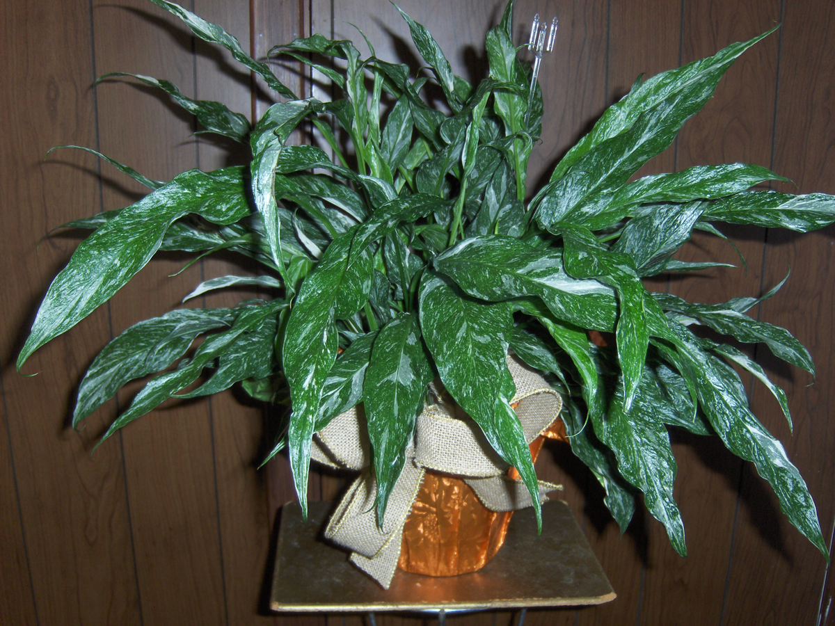 Flowers from Jim & Donna, Butch & Carol, Mary & Dave, & Sister Marietta