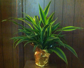 Flowers from Aletha & Family
