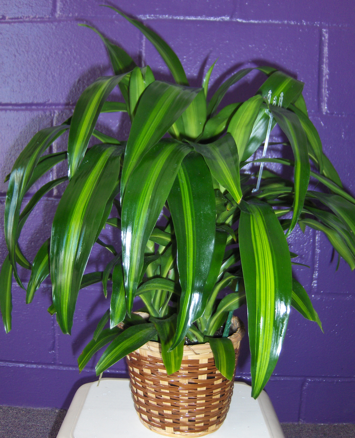Flowers from Mike Anderson