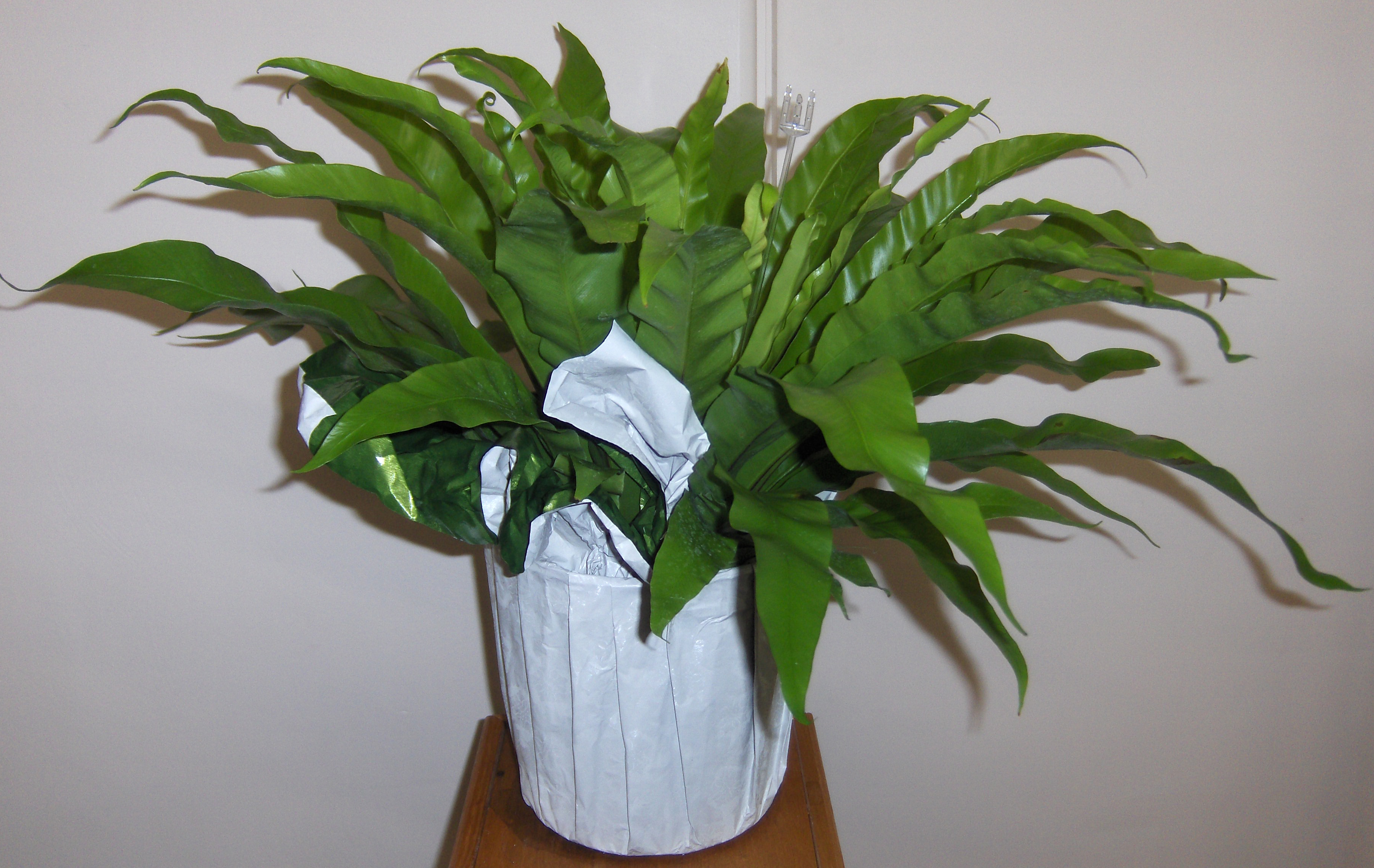 Flowers from Maurice & Cathie and Family