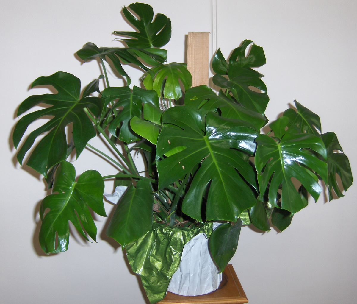 Flowers from Philip Motor, Inc. & Employees