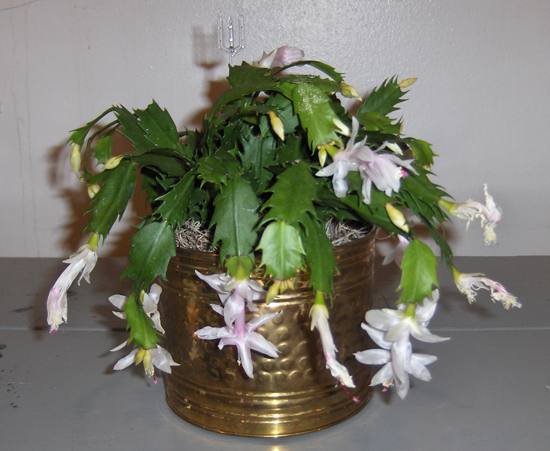 Flowers from Wanda Schartz