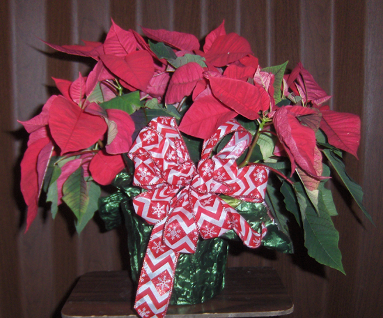 Flowers from George & Lorna and Shelly