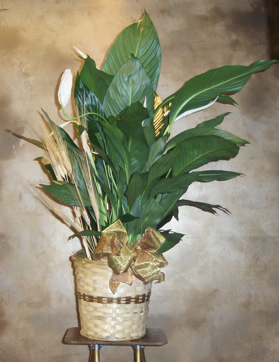 Flowers from Clyde & JoAnn Bechthol & Family, and Rita Sell & Family