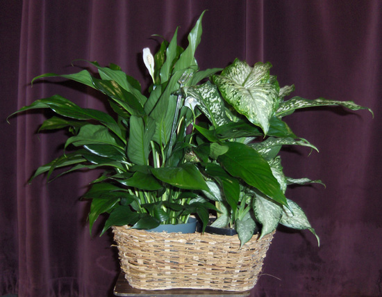 Flowers from The Long Valley Community