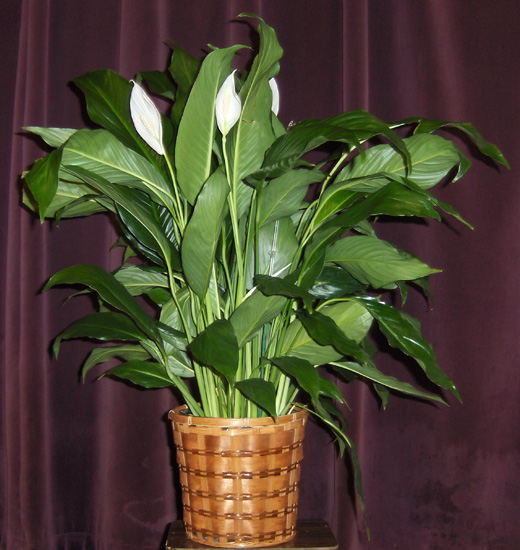 Flowers from The Davis Family - Dawn & Oran, Deann & Paul, Wade & Sherry, Deb & Dave, Scott & Darla
