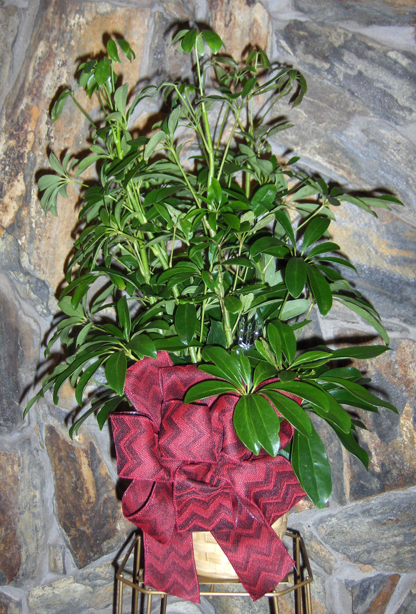 Flowers from Trevor and Christa Fitch & Boys