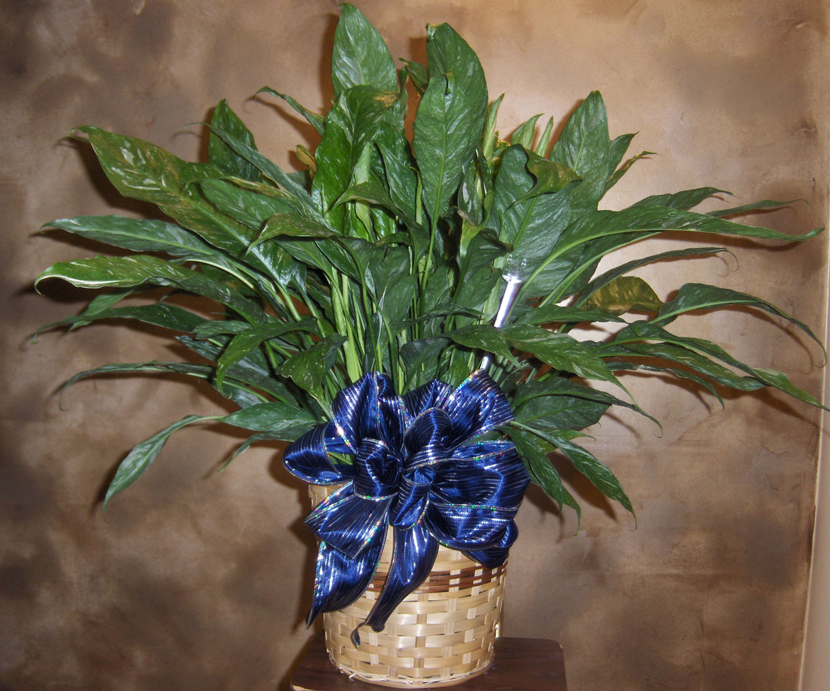 Flowers from West River Periodontics
