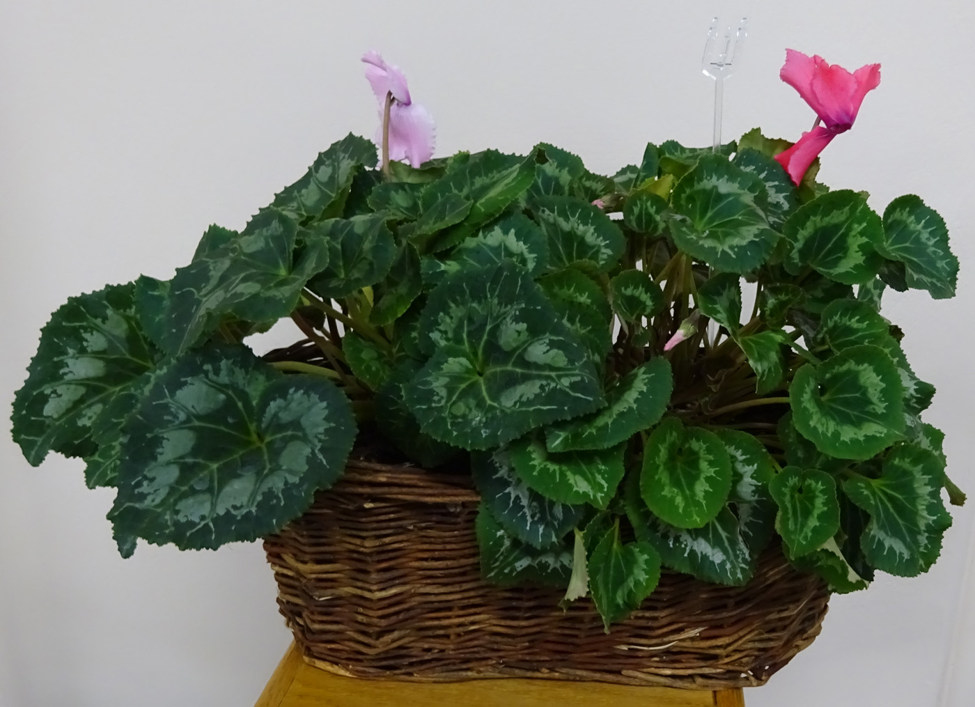 Flowers from Fromm's Hardware & Plumbing