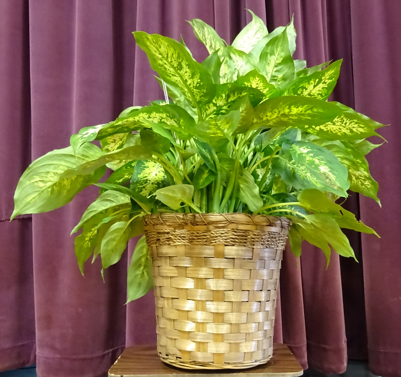 Flowers from Kadoka Football Team