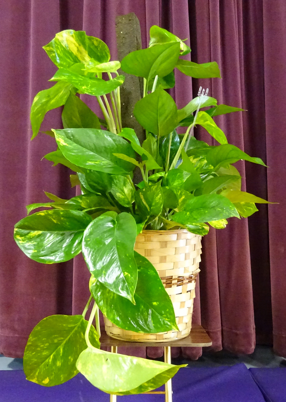 Flowers from KCBA