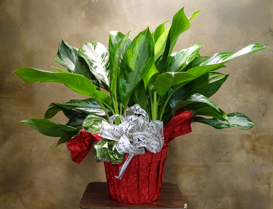 Flowers from National Association of Letter Carriers - Branch 1114, Watertown, SD