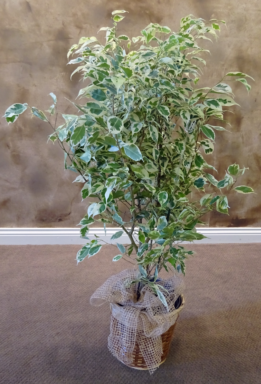 Flowers from Luke & Brigit Schofield and Monte Schofield