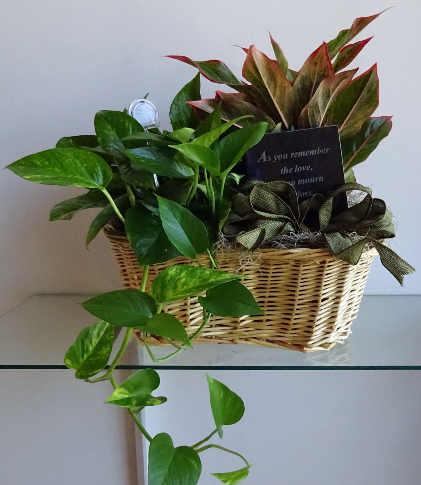 Flowers from Sharon Millay