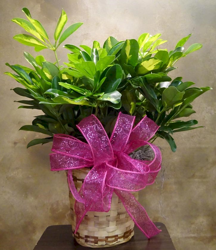 Flowers from Dave and Cheryl Dick