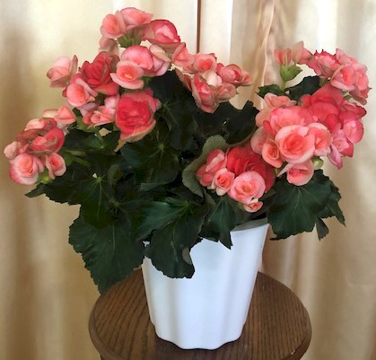 Flowers from Fritz and Jana Johnson