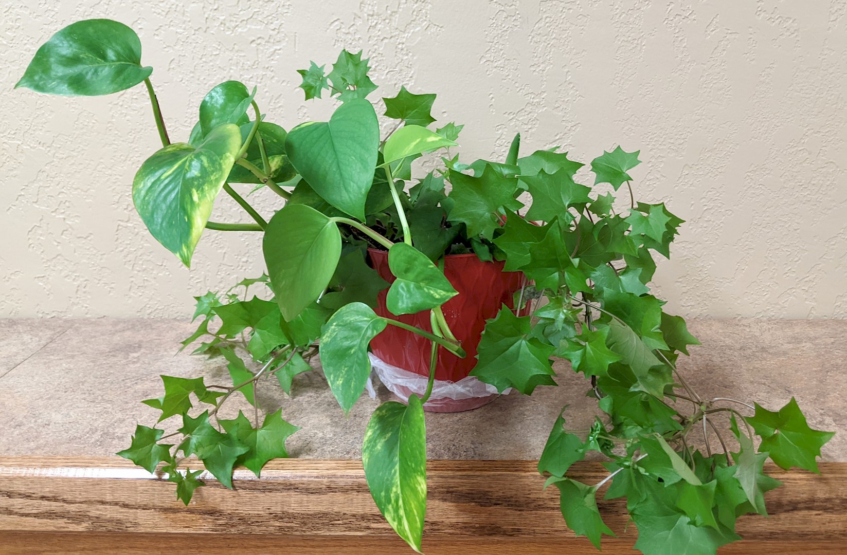 Flowers from Philip Bowling Association