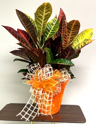 Flowers from The Sunshine Fund