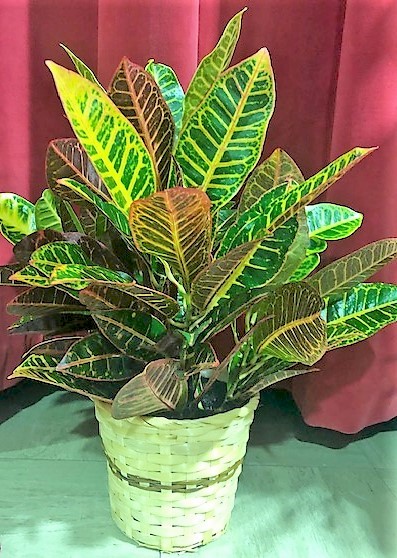 Flowers from Dakota Country Pharmacy