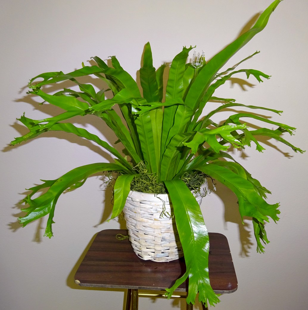 Flowers from Kadoka Nursing Home Staff, Residents, and Board of Directors