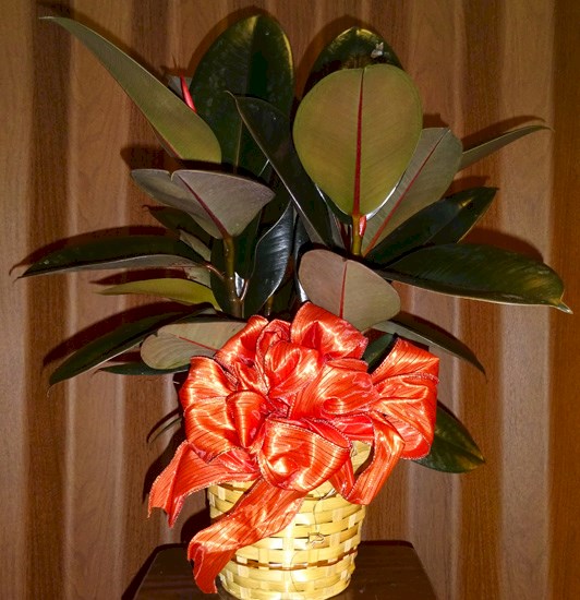 Flowers from Clarence & Mary Cook