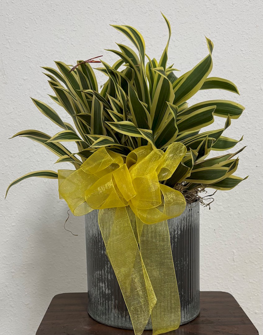 Flowers from The Staff at the New Underwood Good Samaritan