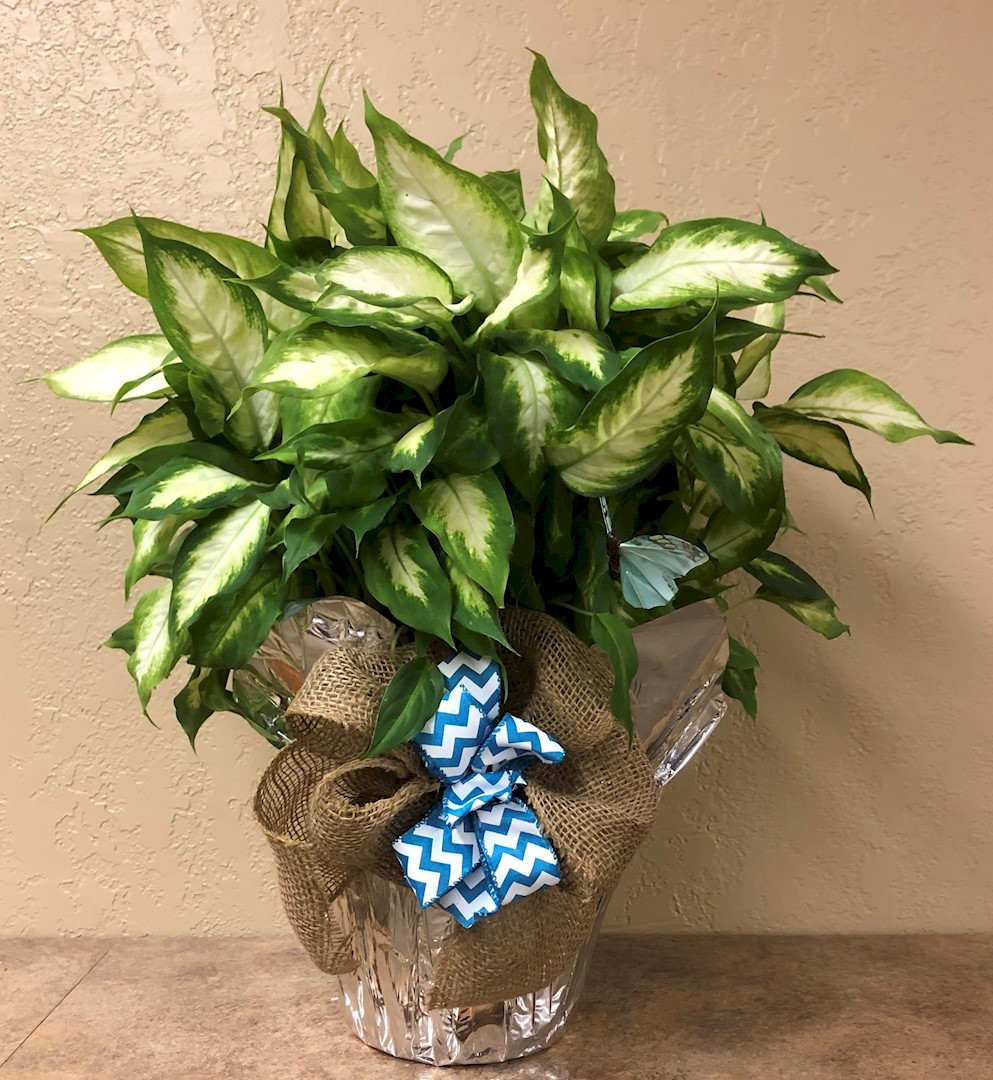 Flowers from Philip Health Services, TLC Employees, and Board of Directors