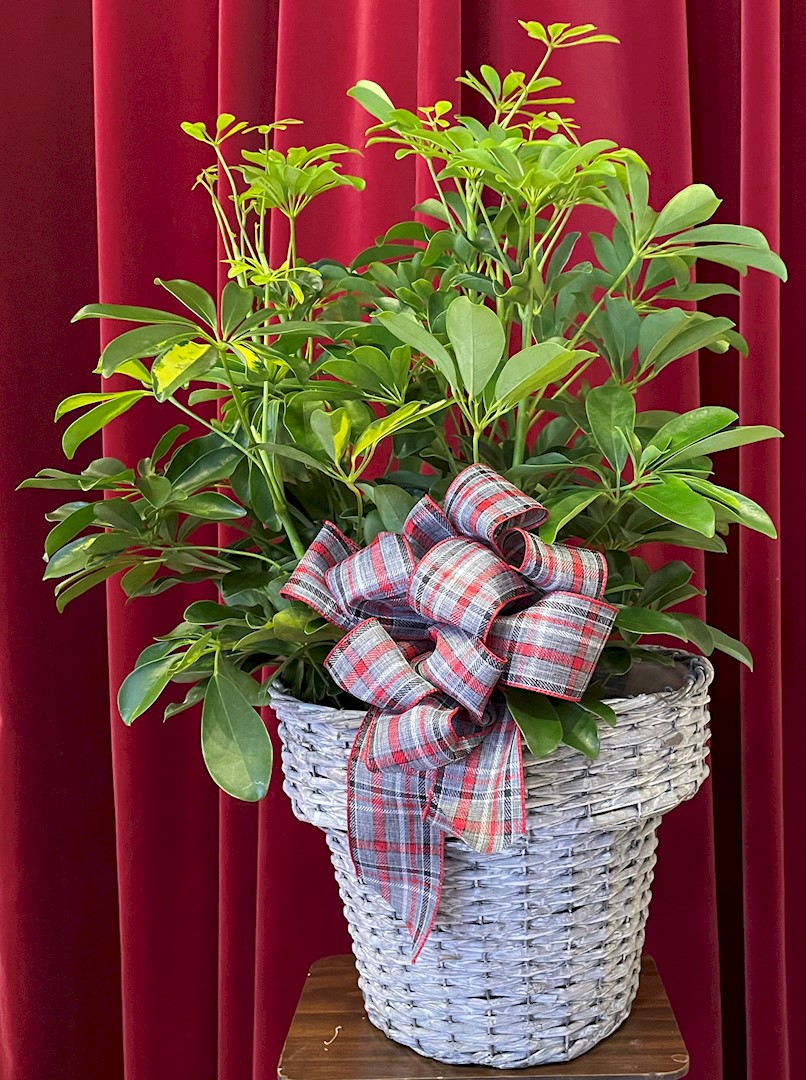Flowers from Dan Rice; Rosalie Rice Horak; and Kathy Rice Strebel