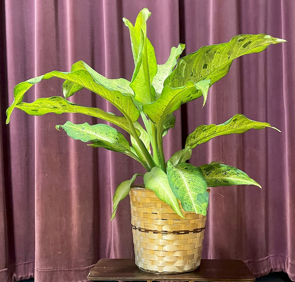 Flowers from Liz and Dave Yonkey