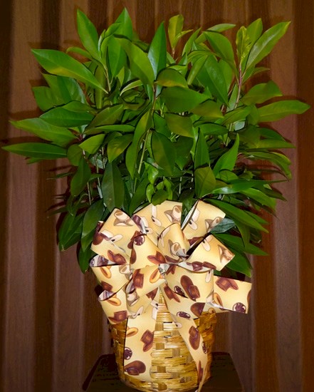 Flowers from Harlan & Lori Walker Family