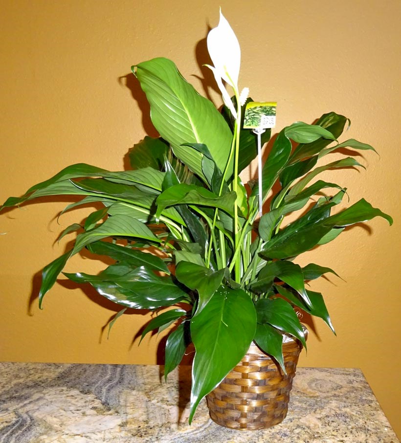 Flowers from Rapid City Medical Center